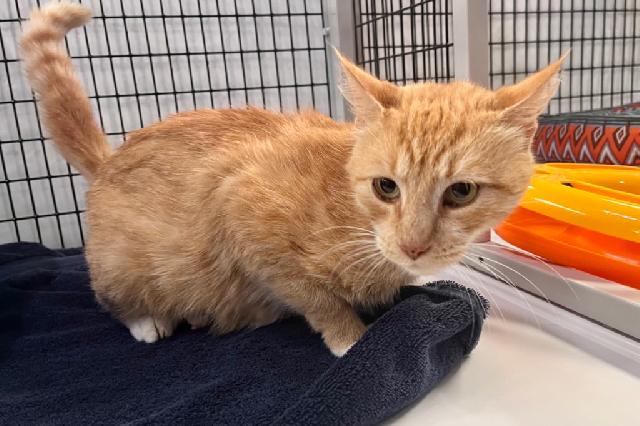 My name is Peaches and I am ready for adoption. Learn more about me!