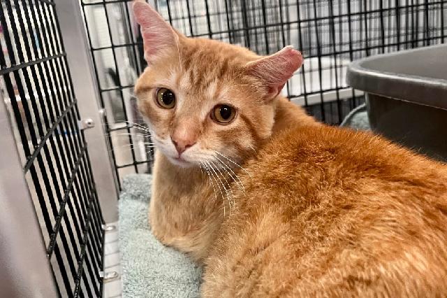 My name is Clancy Sweet Cheeks and I am ready for adoption. Learn more about me!