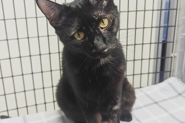 My name is Andromeda and I am ready for adoption. Learn more about me!