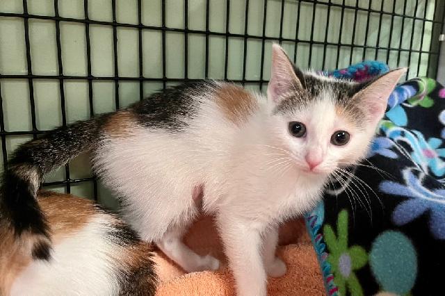 My name is Soybean and I am ready for adoption. Learn more about me!