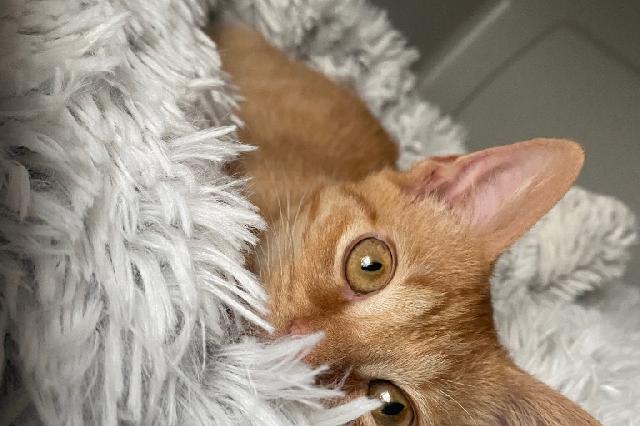 My name at SAFE Haven was Kumquat and I was adopted!