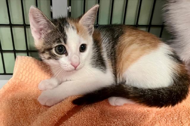 My name is Bean Curd and I am ready for adoption. Learn more about me!