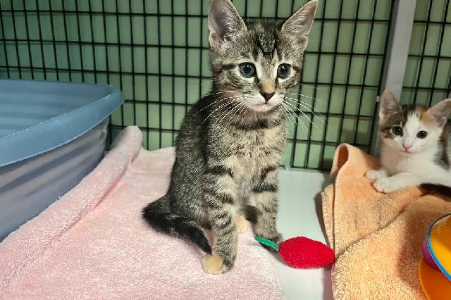 My name is Chickpea and I am ready for adoption. Learn more about me!
