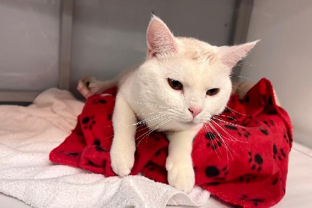 My name is Duck Sauce and I am ready for adoption. Learn more about me!