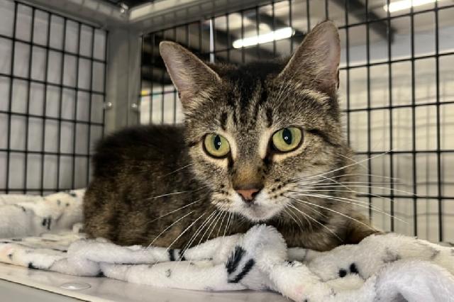 My name is Miss Molly May and I am ready for adoption. Learn more about me!