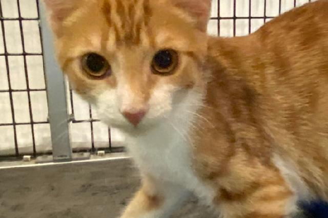 My name at SAFE Haven was Honda and I was adopted!