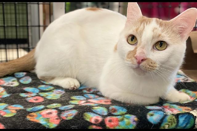 My name is Miss Doubtfire and I am ready for adoption. Learn more about me!