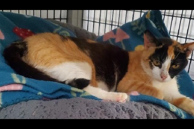 My name at SAFE Haven was Mother Nature and I was adopted!