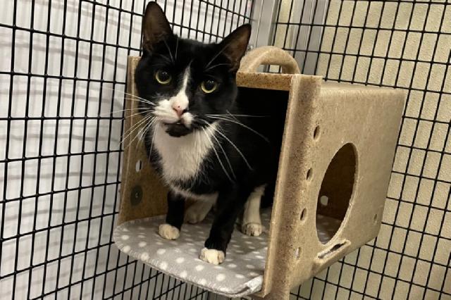 My name is Kylo and I am ready for adoption. Learn more about me!