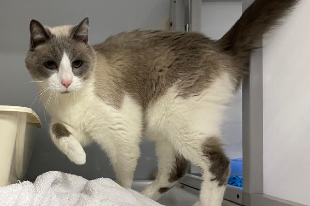 My name is Moonlight and I am ready for adoption. Learn more about me!