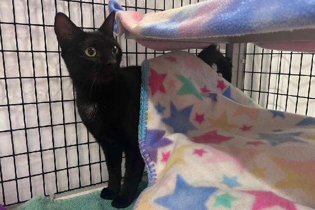 My name is Supernova and I am ready for adoption. Learn more about me!