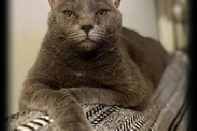 My name at SAFE Haven was Amelia and I was adopted!