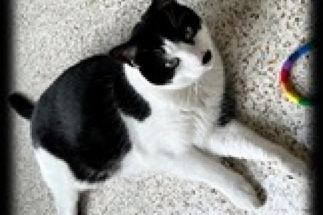 My name is Daphnis and I am ready for adoption. Learn more about me!