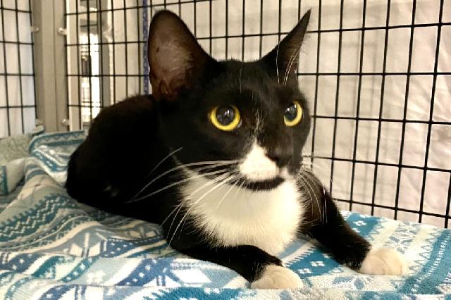My name is Peppermint and I am ready for adoption. Learn more about me!