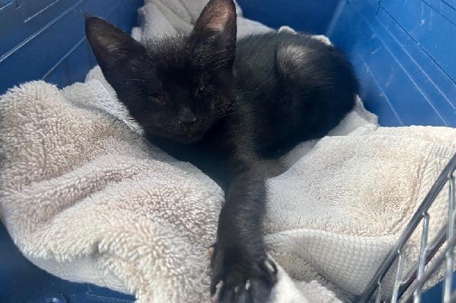 My name at SAFE Haven was Maeby and I was adopted!
