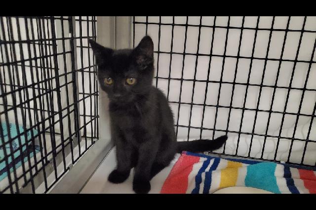My name is Zaxbys and I am ready for adoption. Learn more about me!