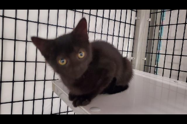 My name is Chikfila and I am ready for adoption. Learn more about me!