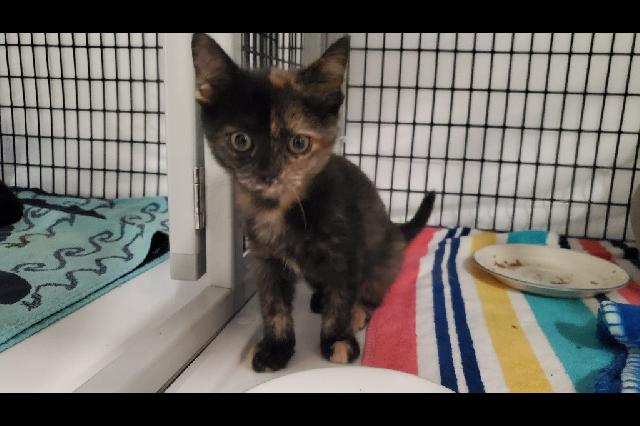 My name is Bojangles and I am ready for adoption. Learn more about me!