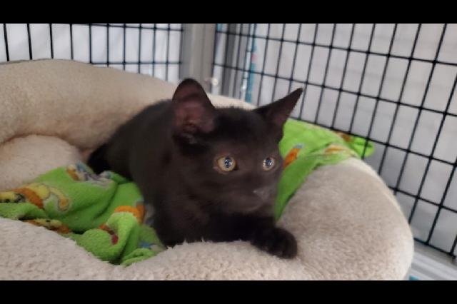 My name is Popeyes and I am ready for adoption. Learn more about me!
