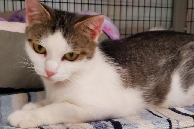 My name is Poppyseed and I am ready for adoption. Learn more about me!