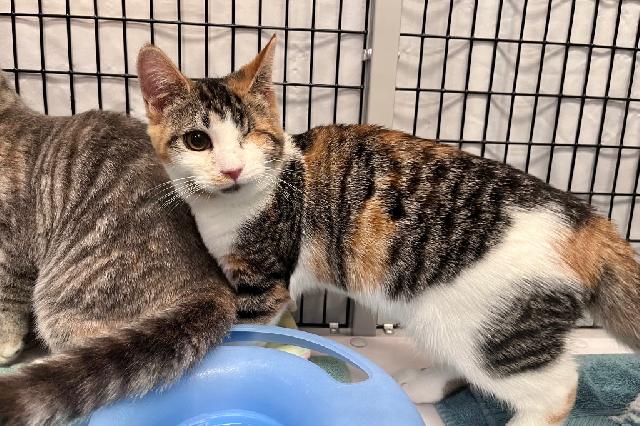 My name is Daisy Chain and I am ready for adoption. Learn more about me!