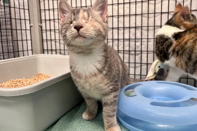 My name is Sunflower Seed and I am ready for adoption. Learn more about me!