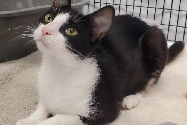 My name is Crescent Moon and I am ready for adoption. Learn more about me!