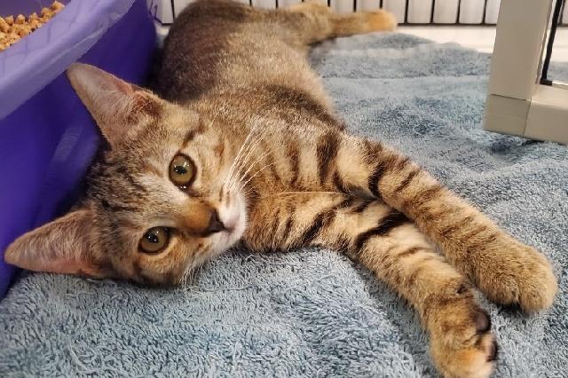 My name is Astillada and I am ready for adoption. Learn more about me!