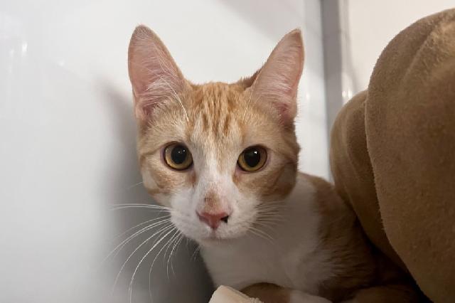 My name at SAFE Haven was Cheeko and I was adopted!