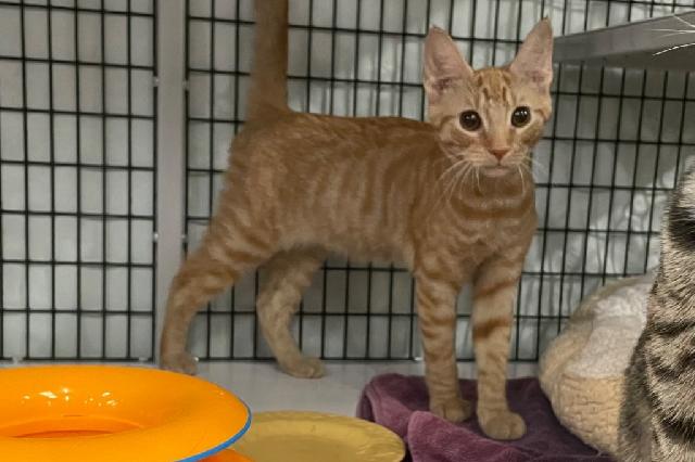 My name at SAFE Haven was Roody and I was adopted!
