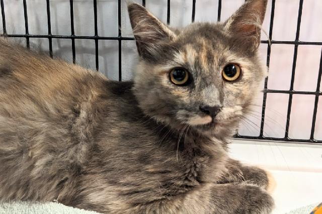 My name is Peach Milk and I am ready for adoption. Learn more about me!