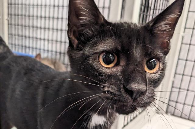 My name is Skooter and I am ready for adoption. Learn more about me!