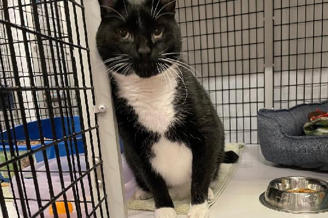 My name is Joe DiMeowgio and I am ready for adoption. Learn more about me!
