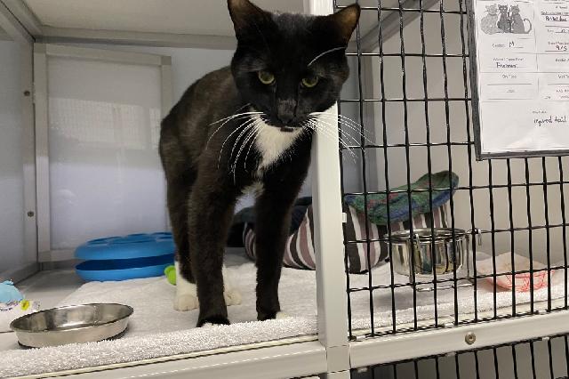 My name is Senor de Gato and I am ready for adoption. Learn more about me!