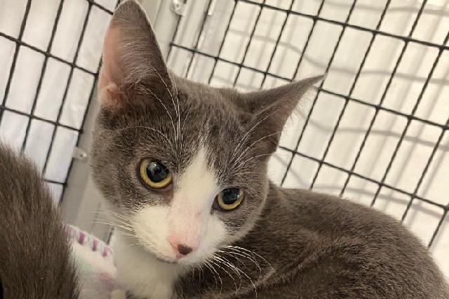 My name is Jello and I am ready for adoption. Learn more about me!