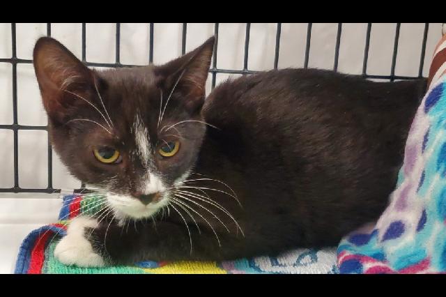 My name at SAFE Haven was Gelatin and I was adopted!