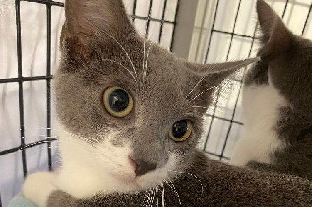 My name is Pound Cake and I am ready for adoption. Learn more about me!