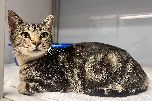 My name is Stardrop and I am ready for adoption. Learn more about me!