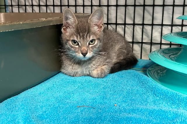 My name is Minamisoma and I am ready for adoption. Learn more about me!