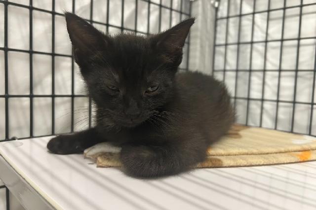 My name is Moogie and I am ready for adoption. Learn more about me!