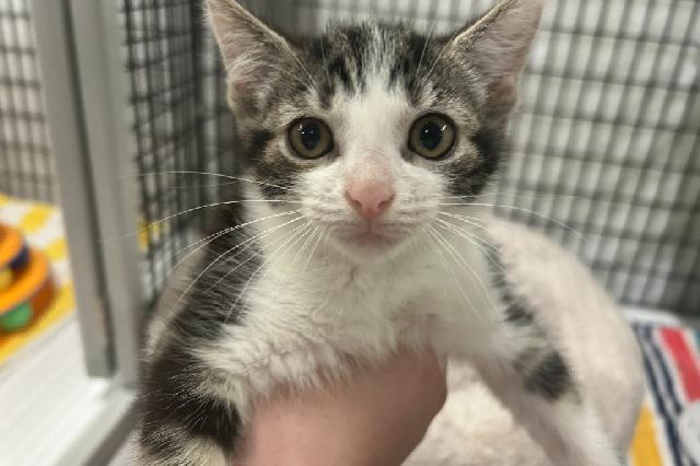 My name is Zoogie and I am ready for adoption. Learn more about me!