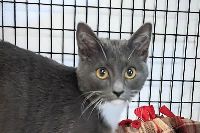 My name is Waterfall and I am ready for adoption. Learn more about me!