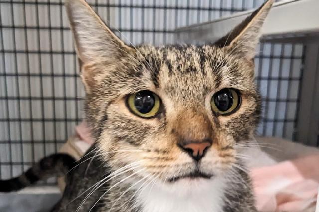 My name is Dinglehopper and I am ready for adoption. Learn more about me!
