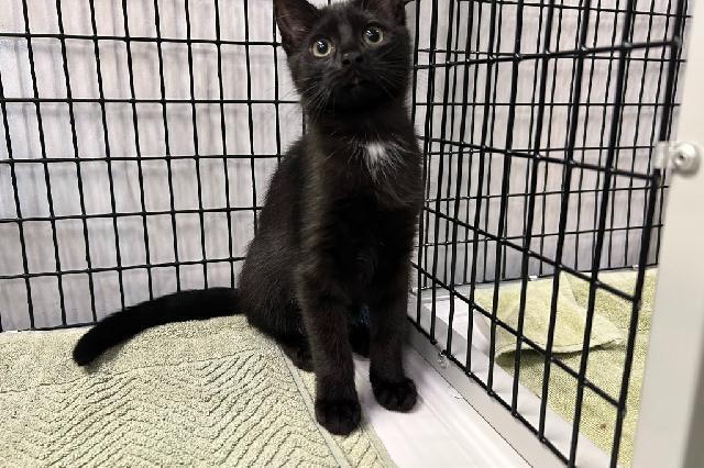 My name is Cheech and I am ready for adoption. Learn more about me!