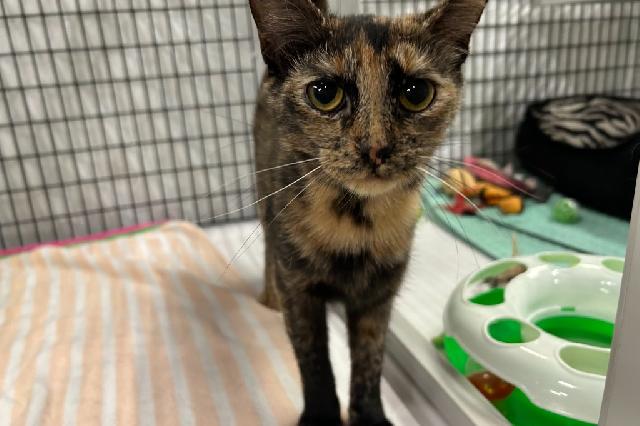My name is Shania and I am ready for adoption. Learn more about me!