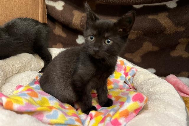 My name at SAFE Haven was Sandpoint and I was adopted!