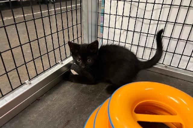 My name at SAFE Haven was Payette and I was adopted!