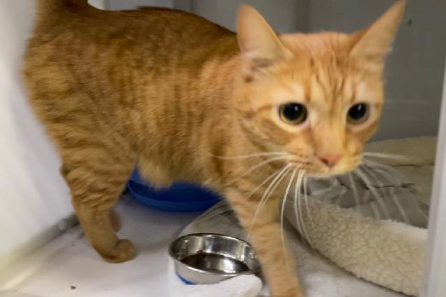 My name is Macaroni Souffle and I am ready for adoption. Learn more about me!