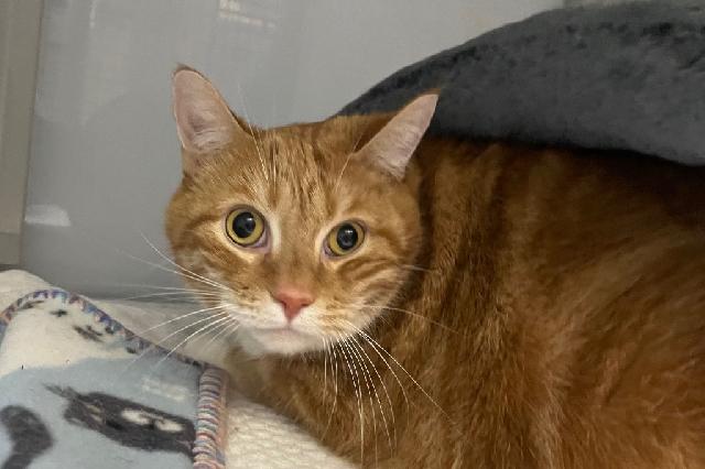 My name is Pasta Salad and I am ready for adoption. Learn more about me!