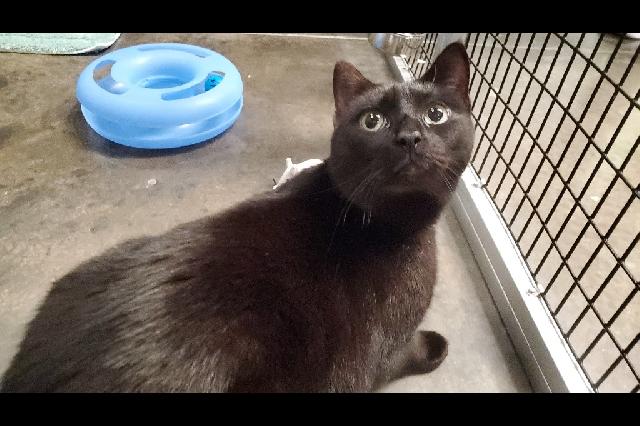 My name is Thomas the Tank Engine and I am ready for adoption. Learn more about me!